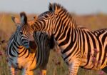 THABA ECO PARK