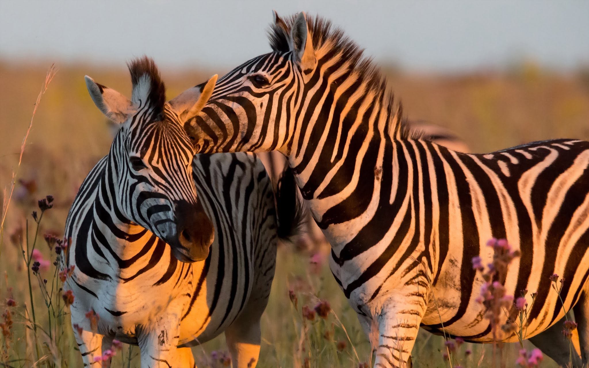THABA ECO PARK