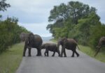 Catz Tours & Safaris