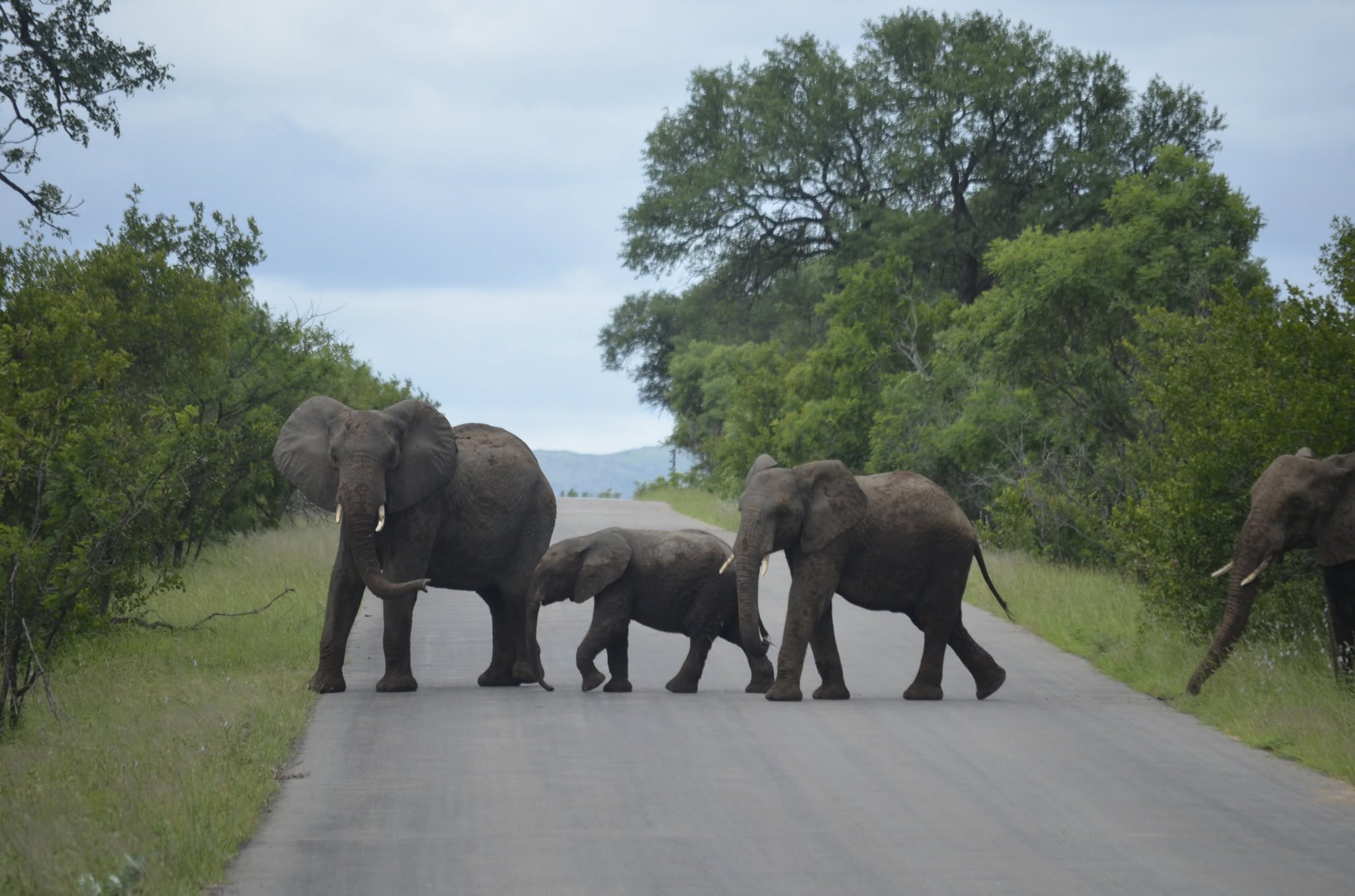Catz Tours & Safaris