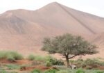 Catz Tours & Safaris